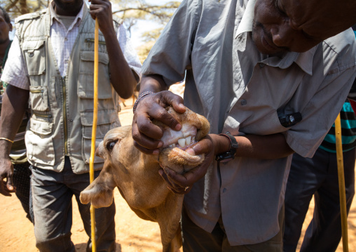 Borana man checking a camel teeth in a market, Oromia, Yabelo, Ethiopia