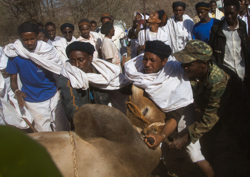 Slaughter of a bull during the Gada system ceremony in Borana tribe, Oromia, Yabelo, Ethiopia