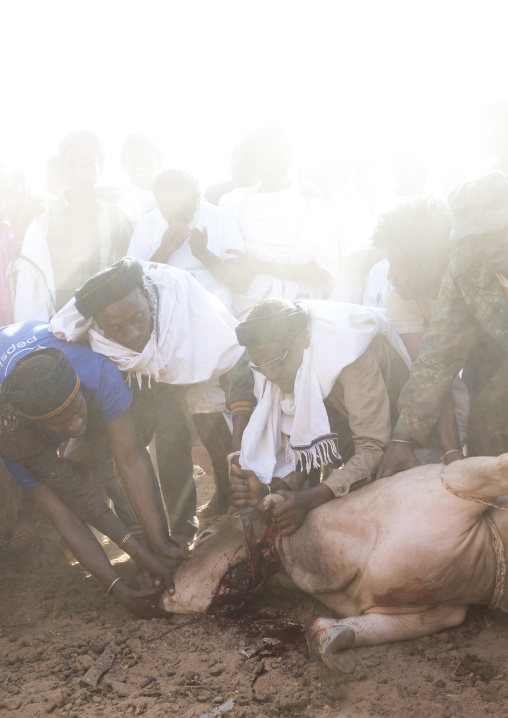Slaughter of a bull during the Gada system ceremony in Borana tribe, Oromia, Yabelo, Ethiopia