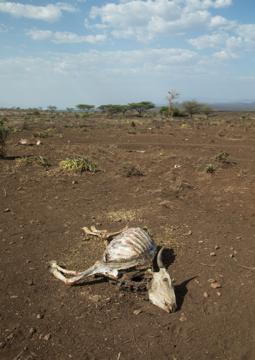Dead cow during the drought, Oromia, Yabelo, Ethiopia