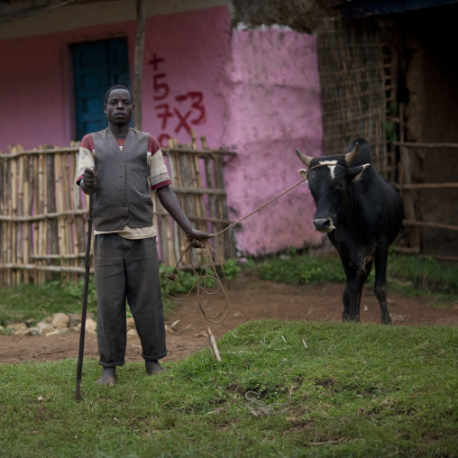 Herder holding back a cow with a rope, Ethiopia