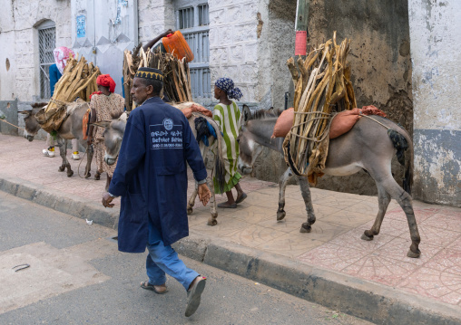 Donkeys in the street of the old town, Harari region, Harar, Ethiopia