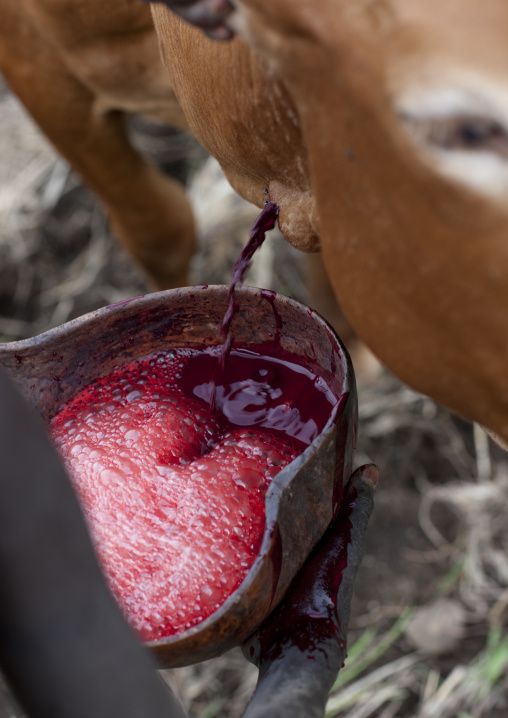Suri Man Collecting Blood From A Cow In A Calabash, Turgit Village, Omo Valley, Ethiopia