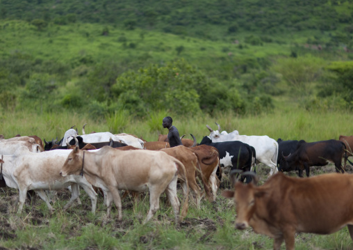 Suri Man With His Herd, Turgit Village, Omo Valley, Ethiopia