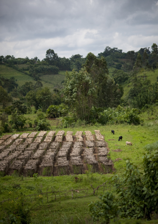 Fields, Ethiopia