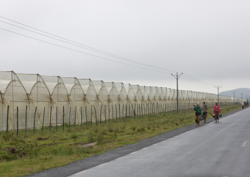 Greenhouses in a rose plantation, Ethiopia