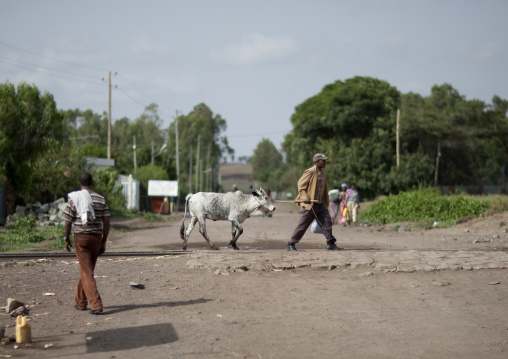 Man pulling a calf with a rope, Mojo market place, Ethiopia