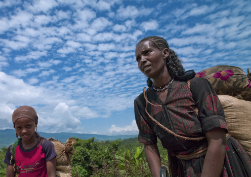 Wollo women picking up tea, Mezan teferi area, Ethiopia