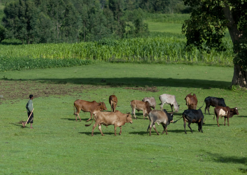 Herder with his cattle grazing on a pasture land, Gourague area, Ethiopia