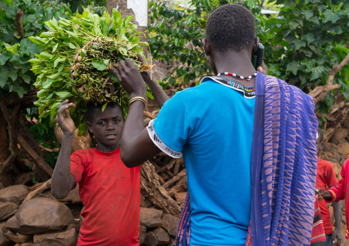 Konso tribe people collecting khat, Omo valley, Konso, Ethiopia