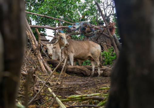 Cow in a village, Omo valley, Konso, Ethiopia