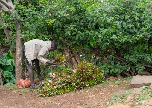 Konso tribe teenager collecting khat, Omo valley, Konso, Ethiopia