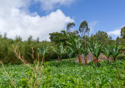 Farmer in his ensets field, Gamo Gofa Zone, Ganta, Ethiopia