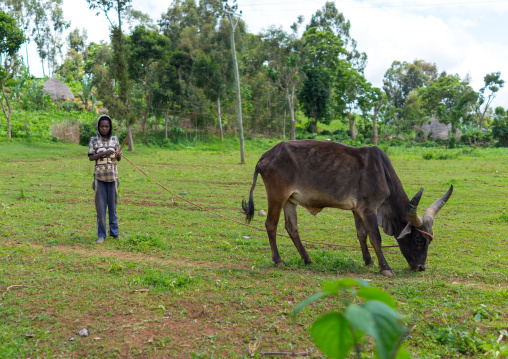 Boy with a cow in a field, Gamo Gofa Zone, Ganta, Ethiopia