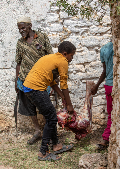 Harari men cutting the meat of a dead camel for a muslim celebration, Harari Region, Harar, Ethiopia