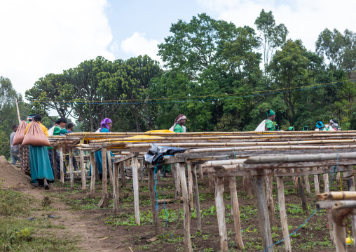 Ethiopian women carrying bags of coffee beans in a farm, Oromia, Shishinda, Ethiopia