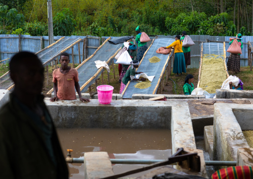 Ethiopian women drying coffee beans in a farm, Oromia, Shishinda, Ethiopia
