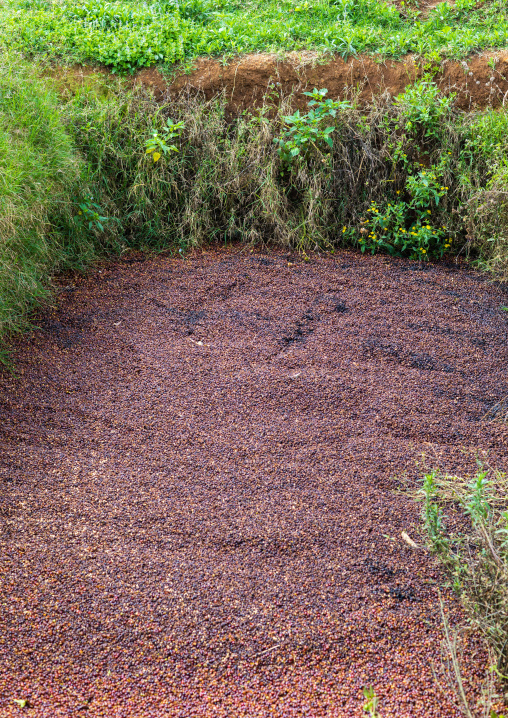 Coffee beans wastes used as fertilizer
, Oromia, Shishinda, Ethiopia
