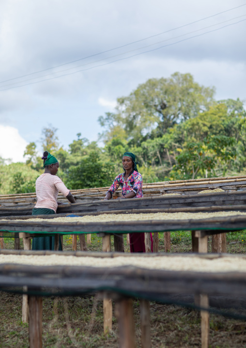 Ethiopian women drying coffee beans in a farm, Oromia, Shishinda, Ethiopia
