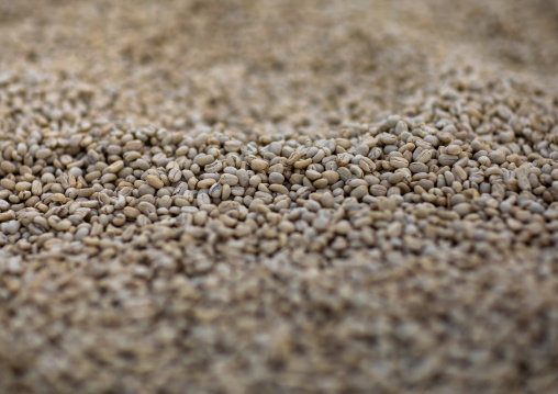 Coffee beans, Oromia, Shishinda, Ethiopia