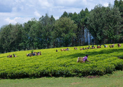 Ethiopian people working at green tea plantation, Keffa, Bonga, Ethiopia