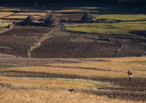 Village with tukuls in the highlands, Amhara region, Weldiya, Ethiopia