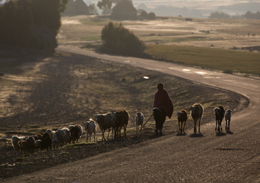 Ethiopian shperd with hissheeps in the highlands, Amhara region, Weldiya, Ethiopia