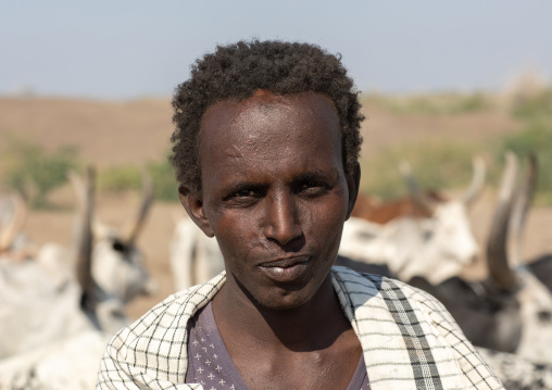 Portrait of an afar tribe man with his cows, Afar region, Semera, Ethiopia