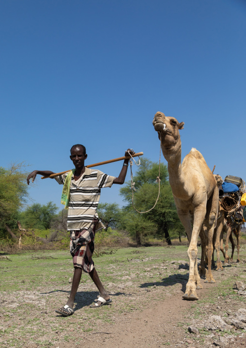Afar man leading a camel caravan, Afar region, Semera, Ethiopia