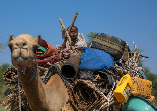 Afar children on a camel caravan, Afar region, Semera, Ethiopia