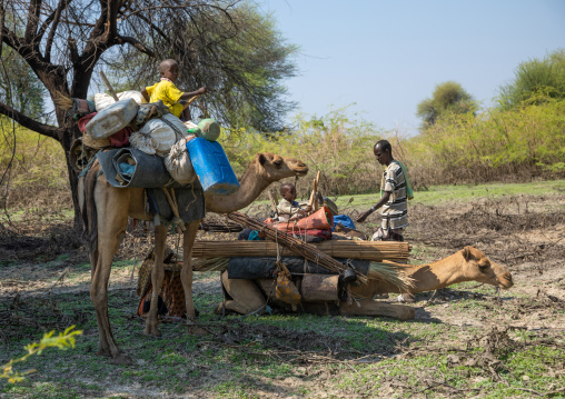 Camel caravan stopping to make a camp, Afar region, Semera, Ethiopia