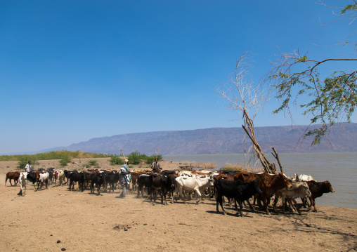 Cattle going to drink in afambo lake, Afar Region, Afambo, Ethiopia