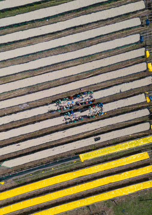 Aerial view of ethiopian women drying coffee beans in a farm, Oromia, Shishinda, Ethiopia
