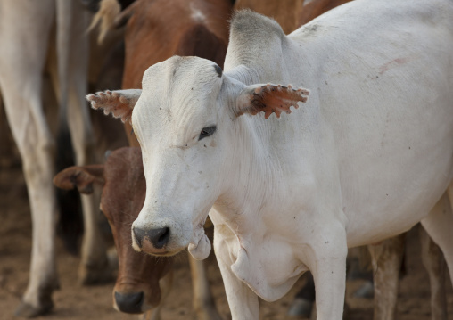 Cattle At Bull Jumping Ceremony, Turmi, Omo Valley, Ethiopia