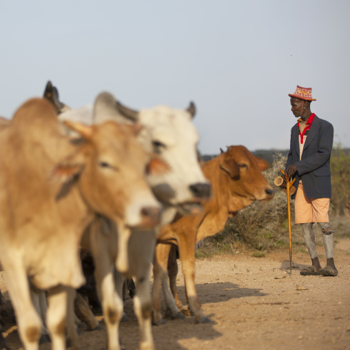 Hamar Tribe Man And Cattle At Bull Jumping Ceremony, Turmi, Omo Valley, Ethiopia