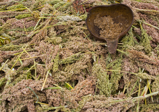 Sorghum, Hamar Tribe, Turmi, Omo Valley, Ethiopia
