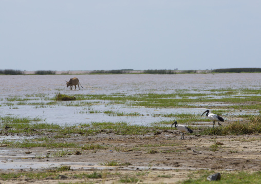 North Part Of Lake Turkana, Omo Valley, Ethiopia