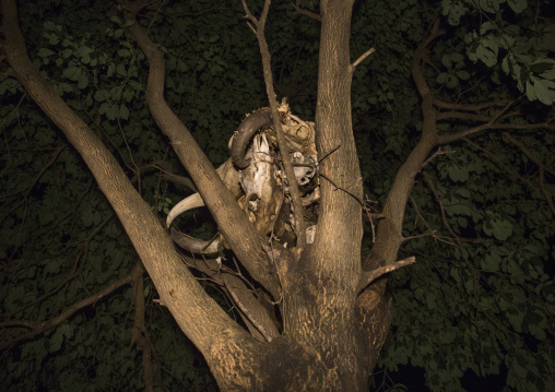 Bodi Tribe, Hana Mursi, Omo Valley, Ethiopia