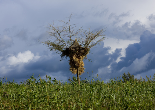 Shelter In A Corn Field, Adama, Ethiopia