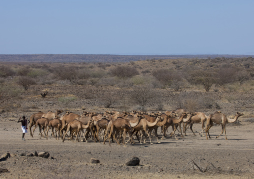 Afar man with his camels, Assaita, Afar regional state, Ethiopia