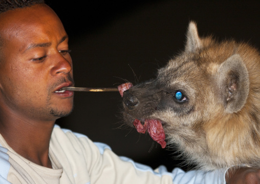 Hyenas Feeding At Night, Harar, Ethiopia