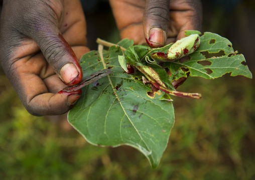Leaf and blade used for a scarification ceremony, Tulgit, Omo valley, Ethiopia