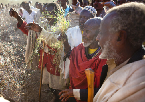 Group Of Former Karrayyu Tribe Leaders Holding Grass To Be Exchanged With The New Leader During Gadaaa Ceremony, Metehara, Ethiopia