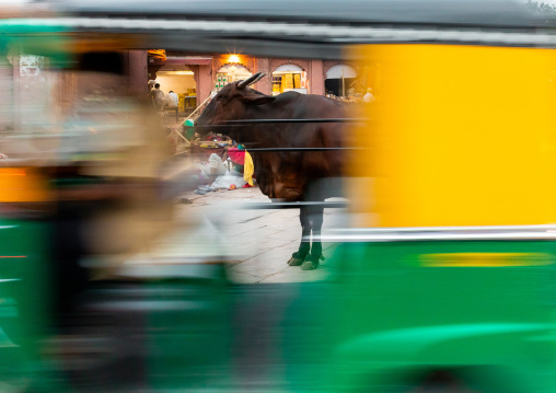 Cow standing in the middle of the street in the traffic, Rajasthan, Jodhpur, India