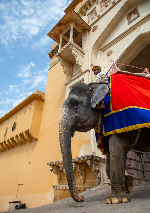 Elephant ride in Amer fort and palace, Rajasthan, Amer, India