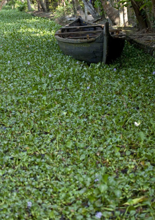 Small Boat In A Water Of Leaves On The Backwaters Of Kerala, Alleppey, India