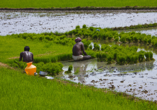 Two Workers Squatting On Paddy Fields Pondicherry, India