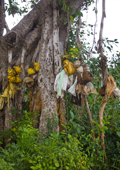 Tree Hung With Cow Placenta To Encourage Bovine Fertility And Milk Production, Kanadukathan Chettinad, India