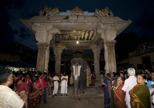 The Crowd Gathered For A Ceremony Around An Altar With Kolam And An Elephant Wearing A Vaishnava Tilak On Its Forehead At The Sri Ranganathaswamy Temple, Trichy, India