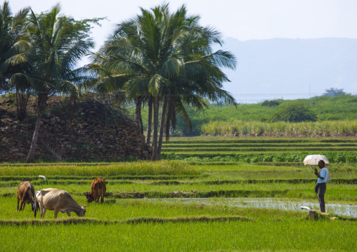Cowherd Holding An Umbrella In The Middle Of A Field With His Cattle, Madurai, India